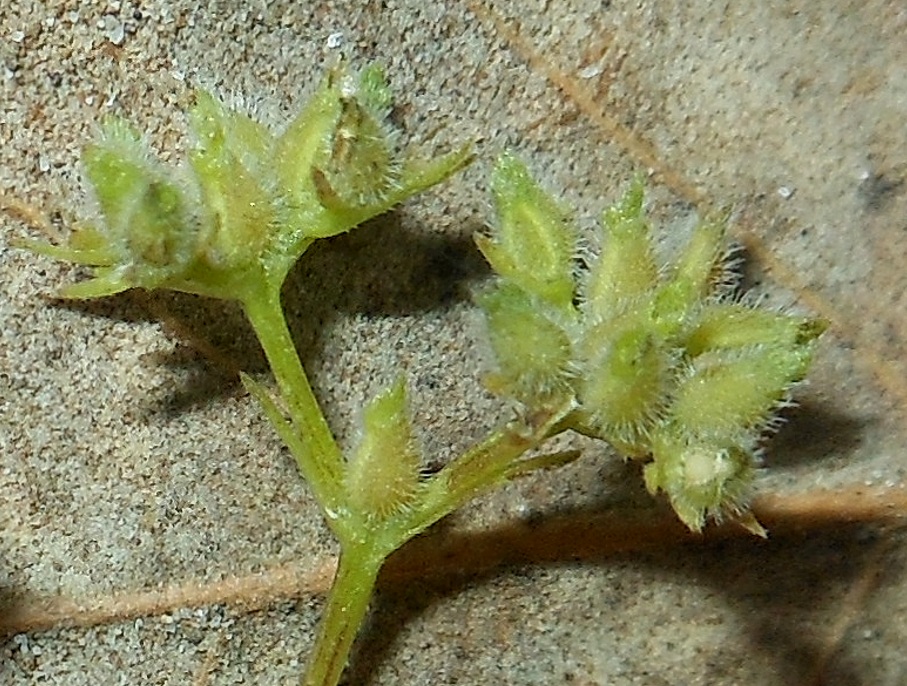 Valerianella dentata (L.) Pollich / Gallinella dentata